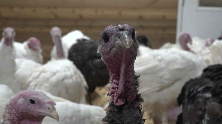 Thanksgiving turkey prices higher due to ‘huge increases’ in raising, processing costs, turkey farmers say